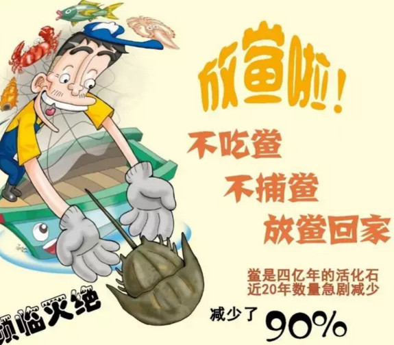 中華鱟能活多久？中華鱟最大能長多大