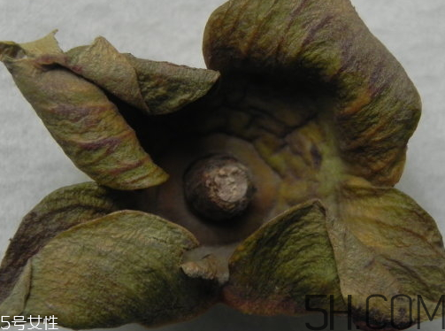 柿蒂是什么東西？柿蒂怎么吃？