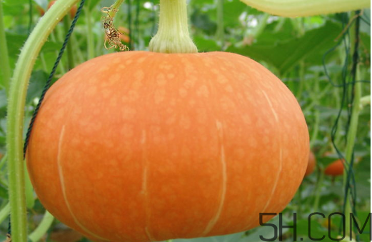 冬瓜和南瓜一起吃有什么好處？南瓜可以生吃嗎？