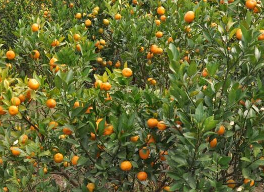 沙糖桔是哪里的特產(chǎn)？沙糖桔什么時候上市