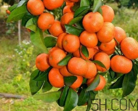 沙糖桔有籽嗎？沙糖桔有什么營(yíng)養(yǎng)價(jià)值