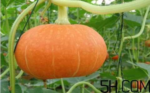 秋天吃南瓜要注意什么？紅棗和南瓜怎么做好吃？