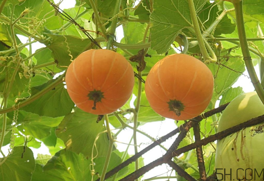 南瓜發(fā)霉了能吃嗎？高血壓不能吃的食物