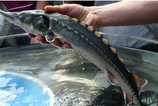 中華鱘到底能不能吃？吃中華鱘犯法嗎