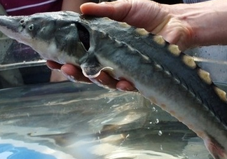 中華鱘到底能不能吃？吃中華鱘犯法嗎