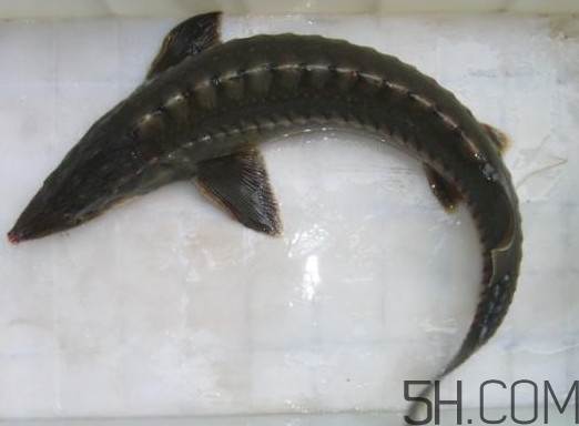 中華鱘到底能不能吃？吃中華鱘犯法嗎