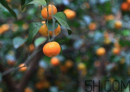 沙糖桔什么時(shí)候施鉀肥？沙糖桔什么時(shí)候種植