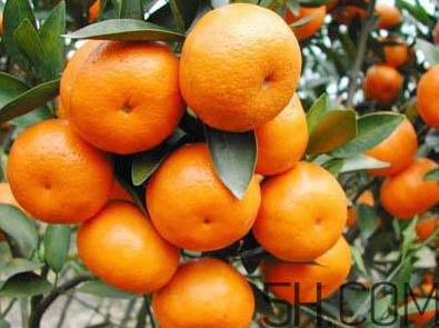 沙糖桔什么時(shí)候放秋梢？沙糖桔種植技術(shù)與管理