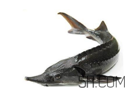 中華鱘到底能不能吃？吃中華鱘犯法嗎