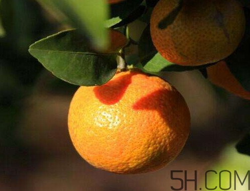 沙糖桔大的好吃還是小的？沙糖桔什么時候成熟