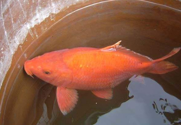 荷包紅鯉魚(yú)好吃嗎？荷包紅鯉魚(yú)怎么做好吃？