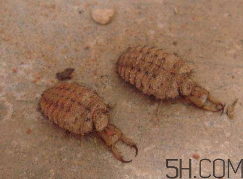 沙牛的功效與作用 沙牛的作用與價(jià)格 沙牛的功效與作用 沙牛的作用與價(jià)格