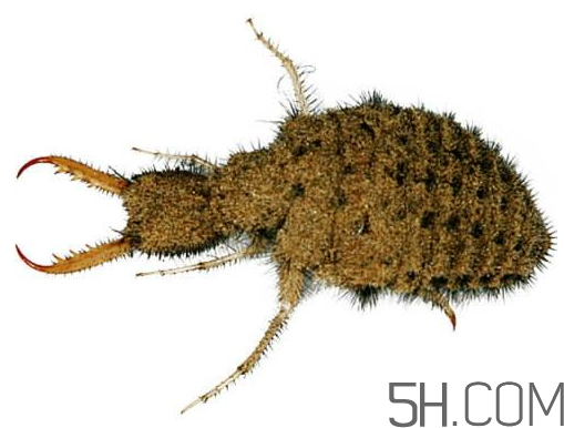 蟻獅怎么養(yǎng) 蟻獅的養(yǎng)殖方法 蟻獅怎么養(yǎng) 蟻獅的養(yǎng)殖方法