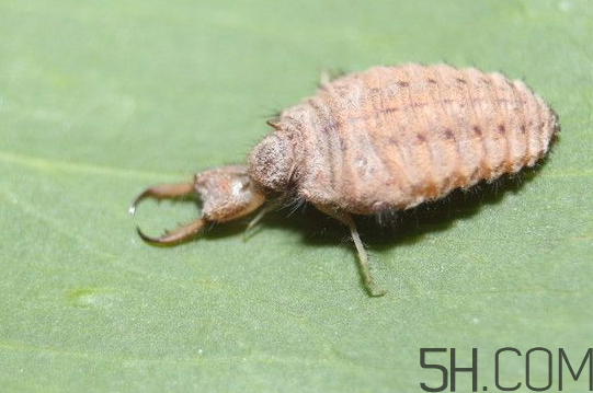 蟻獅怎么養(yǎng) 蟻獅的養(yǎng)殖方法 蟻獅怎么養(yǎng) 蟻獅的養(yǎng)殖方法