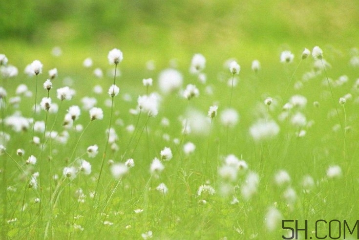 蒲公英能去胎毒嗎？吃什么可以去胎毒？