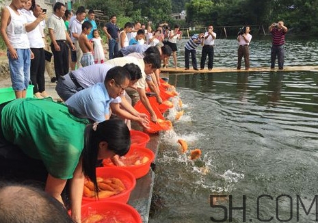 荷包紅鯉魚(yú)的做法 荷包紅鯉魚(yú)怎么養(yǎng)殖