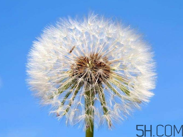 蒲公英能去胎毒嗎？吃什么可以去胎毒？