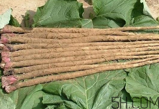 牛蒡與什么食物相生相克？牛蒡和山藥有什么區(qū)別