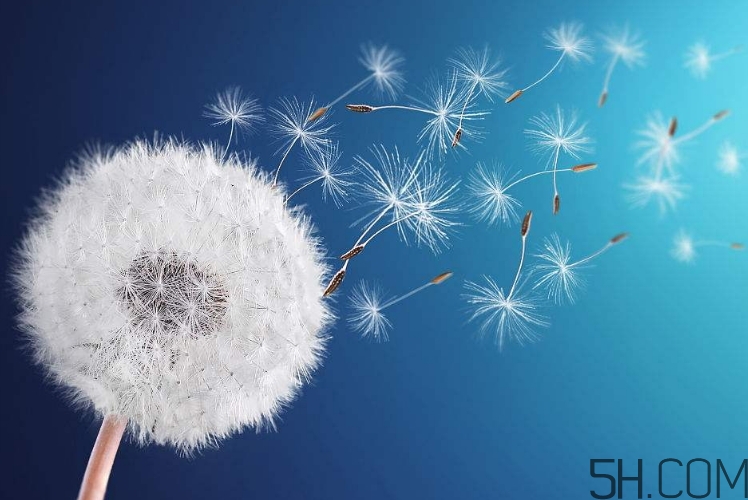 蒲公英能去胎毒嗎？吃什么可以去胎毒？