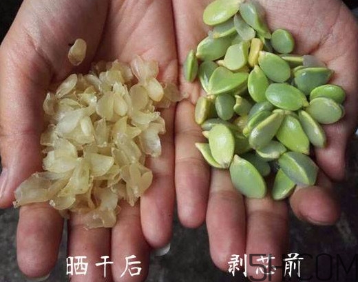 皂角米什么人不能吃？皂角米什么地方產(chǎn)的好？