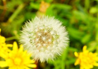 蒲公英能去胎毒嗎？吃什么可以去胎毒？