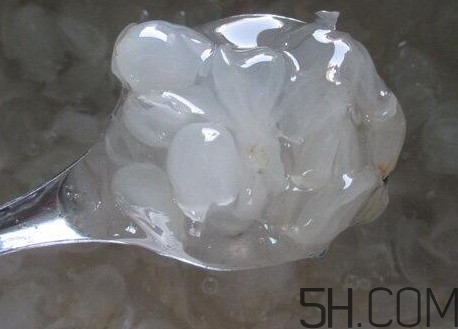 皂角米什么人不能吃？皂角米什么地方產(chǎn)的好？