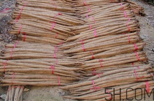 牛蒡用去皮嗎？牛蒡茶什么時候喝最好