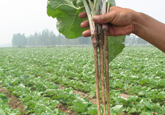 牛蒡要種多久才可以收割？女性喝牛蒡茶有什么好處