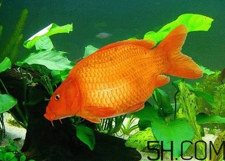 荷包紅鯉魚多少錢一斤？荷包紅鯉魚能吃嗎