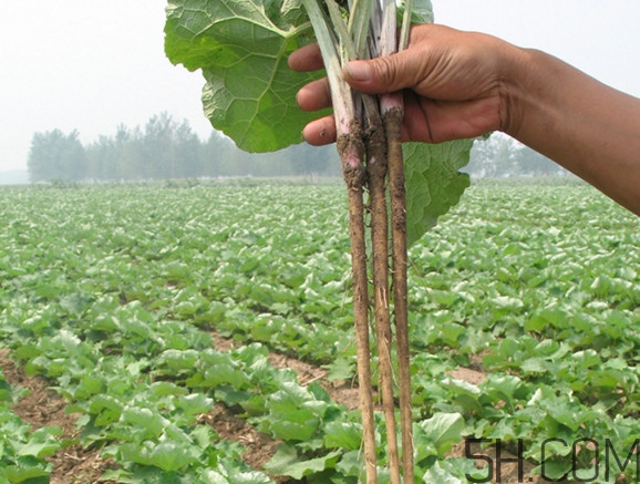 牛蒡要種多久才可以收割？女性喝牛蒡茶有什么好處