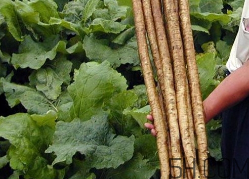 牛蒡要種多久才可以收割？女性喝牛蒡茶有什么好處