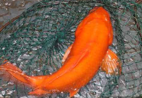 荷包紅鯉魚(yú)好吃嗎？荷包紅鯉魚(yú)怎么做好吃？