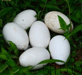鵝蛋去胎毒是真的嗎？鵝蛋怎么吃去胎毒？