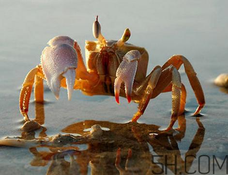 蟹胃能吃嗎?蟹胃吃了會(huì)怎樣? 蟹胃能吃嗎?蟹胃吃了會(huì)怎樣?