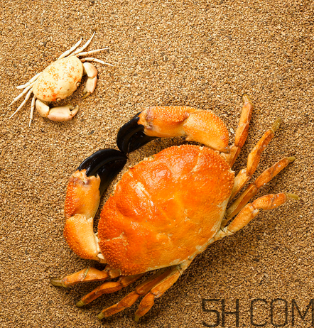 蟹心為什么不能吃?吃了蟹心怎么辦? 蟹心為什么不能吃?吃了蟹心怎么辦?