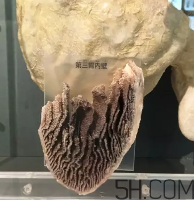 牛百葉和毛肚是一個(gè)東西嗎？牛百葉上面有層黑皮能吃嗎？