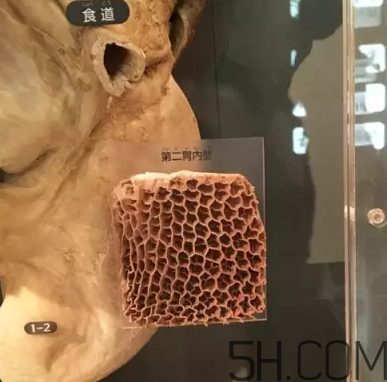 牛百葉和毛肚是一個(gè)東西嗎？牛百葉上面有層黑皮能吃嗎？