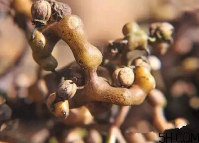 拐棗是什么？拐棗可以生吃嗎？