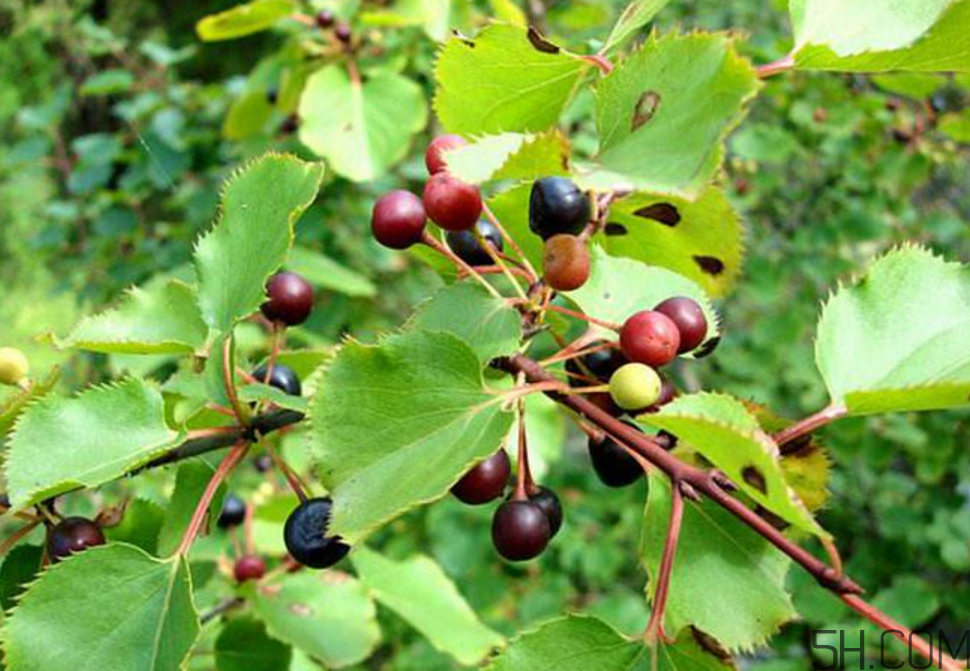 拐棗泡酒要去籽嗎？拐棗泡酒的副作用
