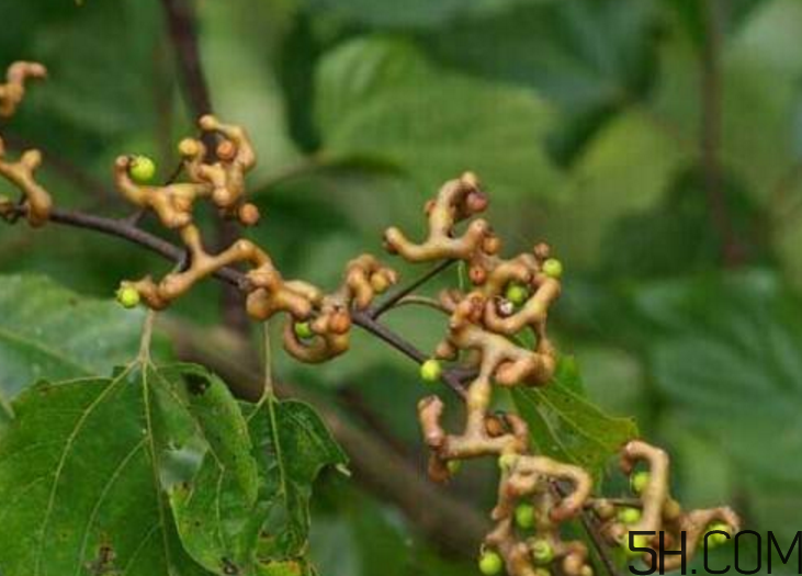 拐棗是什么？拐棗可以生吃嗎？