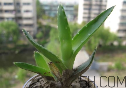 蘆薈泡酒可以喝嗎？蘆薈泡酒治什么病？