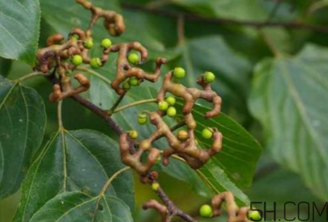 拐棗能泡酒嗎？拐棗能和蜂糖一起泡酒嗎？