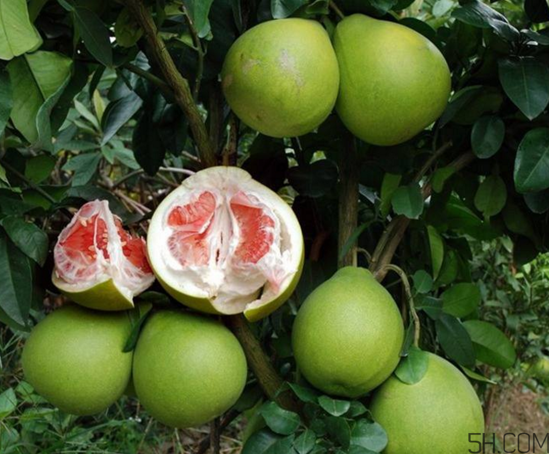 紅心柚子是熱性還是涼性？紅心柚子是染色的嗎？