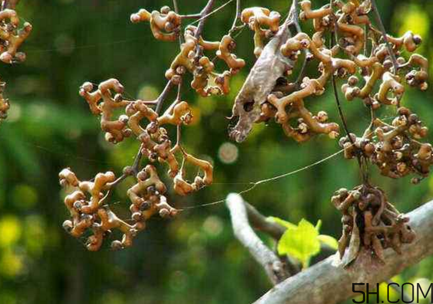 拐棗是什么？拐棗可以生吃嗎？