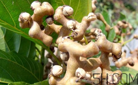 拐棗能夠治療風(fēng)濕嗎？拐棗的藥用價值有哪些？