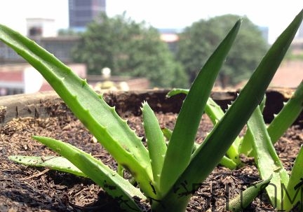 蘆薈泡酒可以喝嗎？蘆薈泡酒治什么?。?></p><h3>蘆薈的作用及功效介紹</h3><p>蘆薈的組成成分極其復雜，富含有效物質普遍高于其他植物，而且現(xiàn)代科學已證明，蘆薈所含的化學成分有幾百種已知的和未知物質，其中已研究清楚并被應用的化學成分已有近100余種。</p><p>在化學組成中含量最大的有效成分是蘆薈寧、蘆薈大黃素、蘆薈苦素、蘆薈多糖、蘆薈皂甙，同時也有多種氨基酸、有機酸、纖維素、活性物質、酵素物質、微量元素等。已發(fā)現(xiàn)營養(yǎng)素(多糖和氨基酸)70種、有機酸20多種、礦物質20多種、烷烴類30多種、酶10多種等。除此之外，蘆薈鮮葉中水的含量占蘆薈鮮葉重量的99%-99.5%。　　這種水是原始的天然生物水，它在美容、保健、醫(yī)療等方面有重要作用;蘆薈是女性熟悉的美容圣品，富含植物美白濃縮精華。也有減肥的功效。蘆薈花茶具有蘆薈的一般功能，對咳嗽、便秘效果顯著。</p><center><img src=