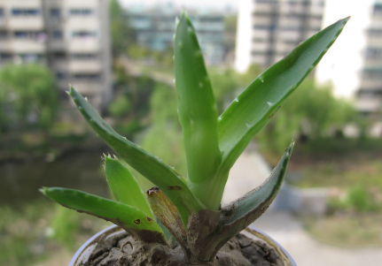 蘆薈泡酒治腳氣嗎？蘆薈泡酒有什么功效？