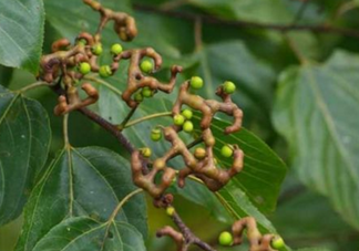 拐棗能泡酒嗎？拐棗能和蜂糖一起泡酒嗎？