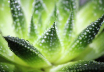 蘆薈泡酒治腳氣嗎？蘆薈泡酒有什么功效？