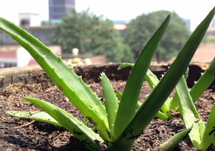 蘆薈泡酒治腳氣嗎？蘆薈泡酒有什么功效？